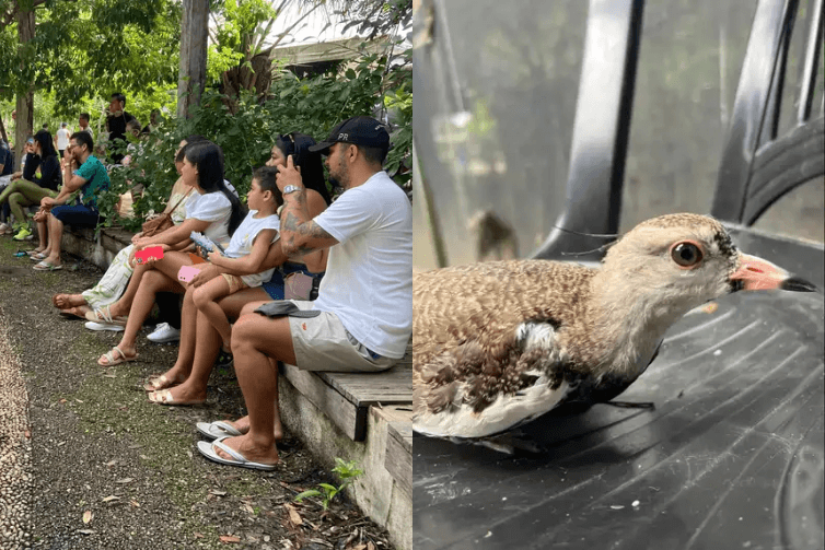 Mangal das Garças terá programação gratuita para crianças neste domingo (31) em Belém