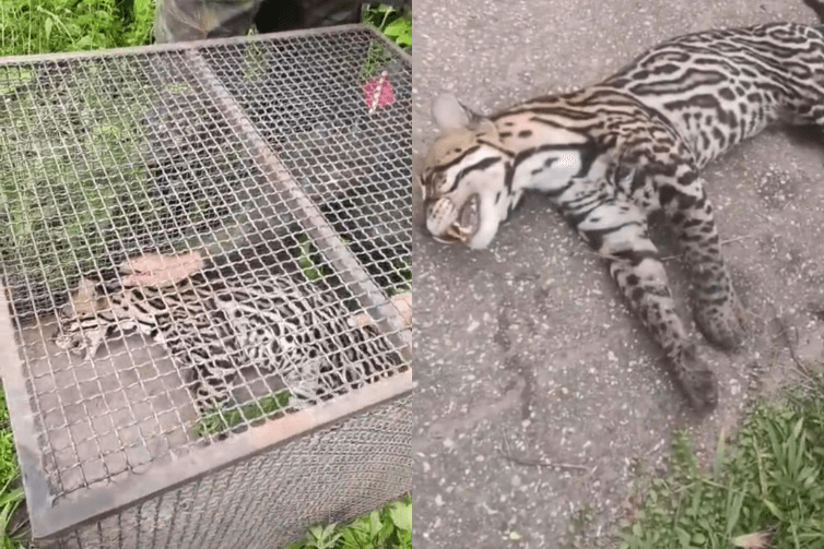 Jaguatirica atropelada em rodovia do oeste do Pará é resgatada e encaminhada para cuidados em zoológico