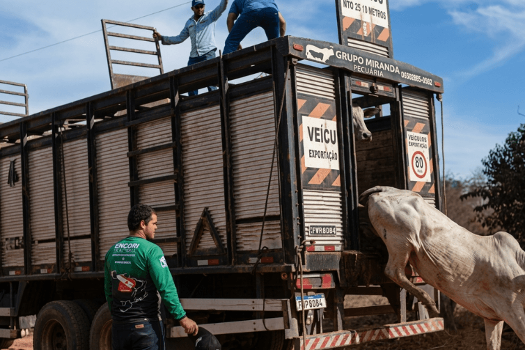 Gado é solto durante operação do ICMBio em área protegida do Pará