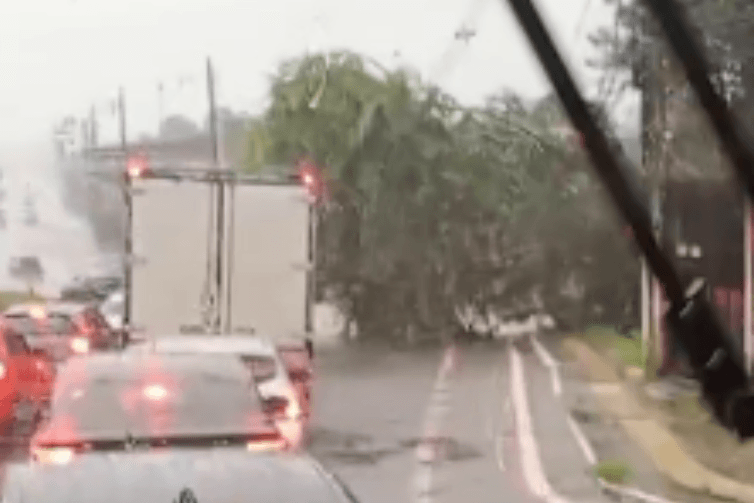 Árvore tomba durante forte chuva na Avenida Padre Bruno Sechi, em Belém