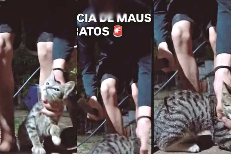 Polícia Civil apura denúncias de tortura e morte de gatos transmitidas pela internet em Marabá