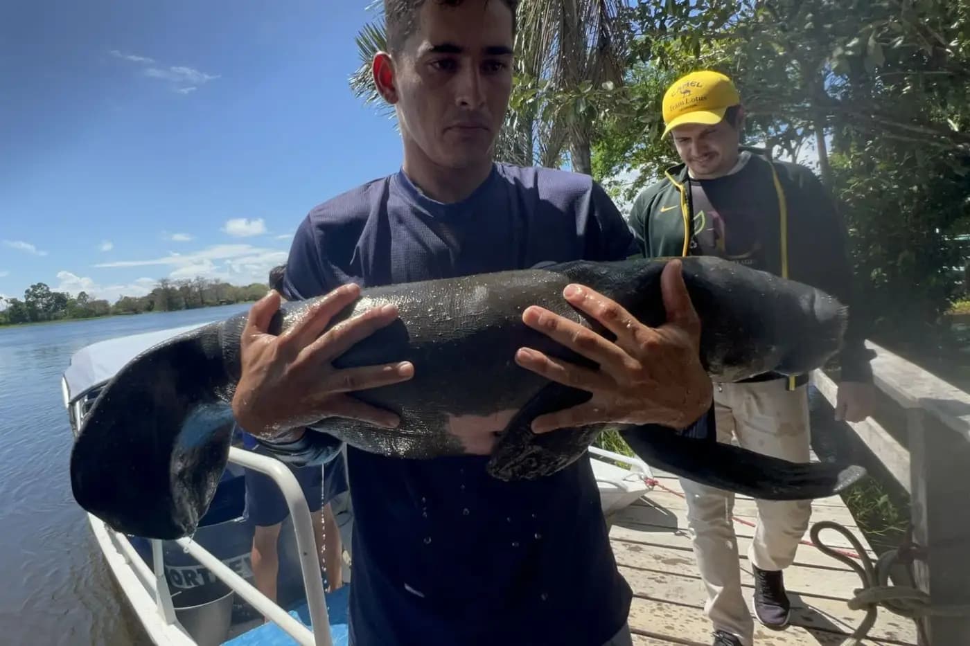Filhotes de peixe-boi-da-Amazônia resgatados no Oeste do Pará recebem cuidados para reabilitação