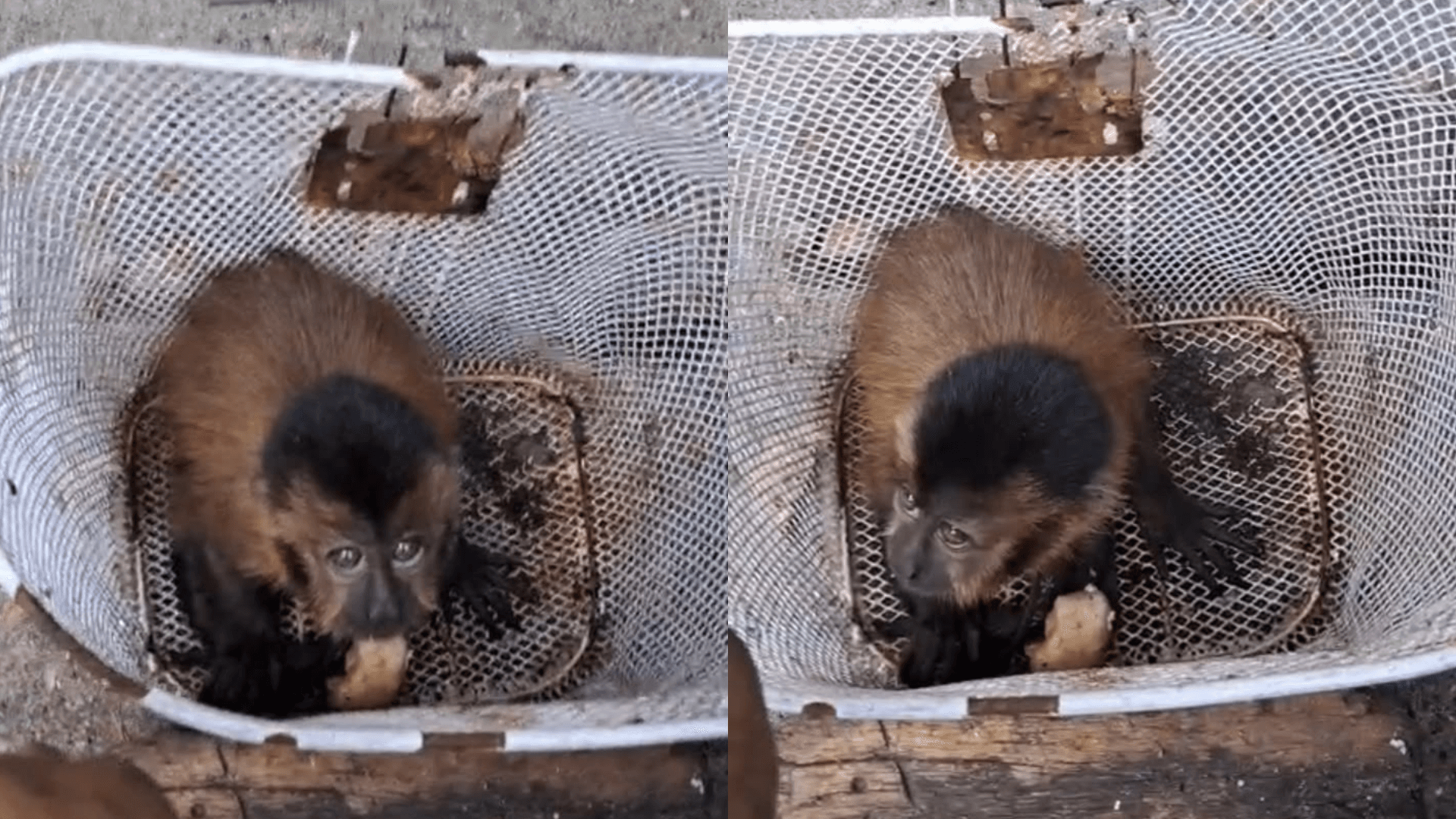 Moradores encontram macaco-prego em passagem no bairro Castanheira e pedem resgate do animal