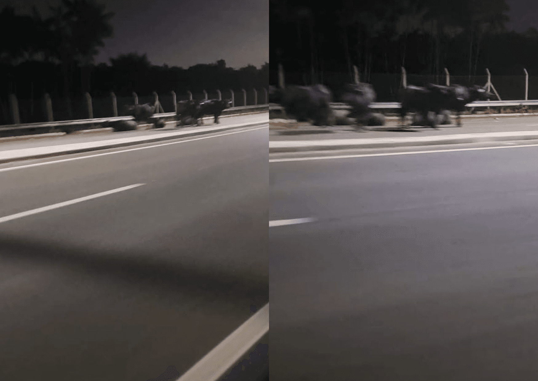 Grupo de búfalos é flagrado no meio da Avenida Liberdade e chama atenção de motoristas