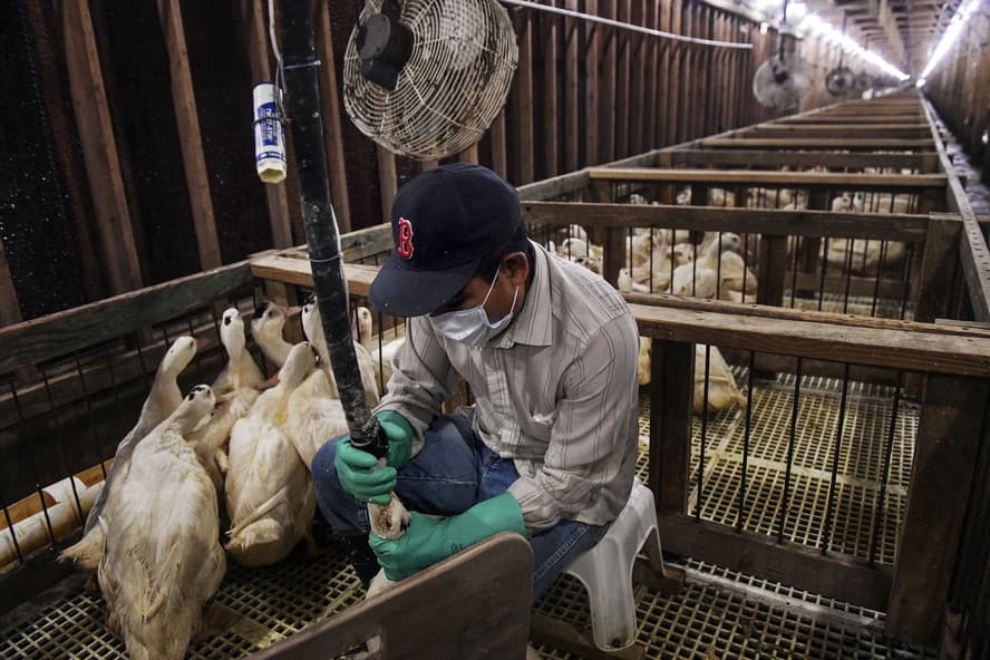 Foie gras: Lula sanciona lei e o Brasil torna-se o segundo país da América Latina a banir integralmente o produto