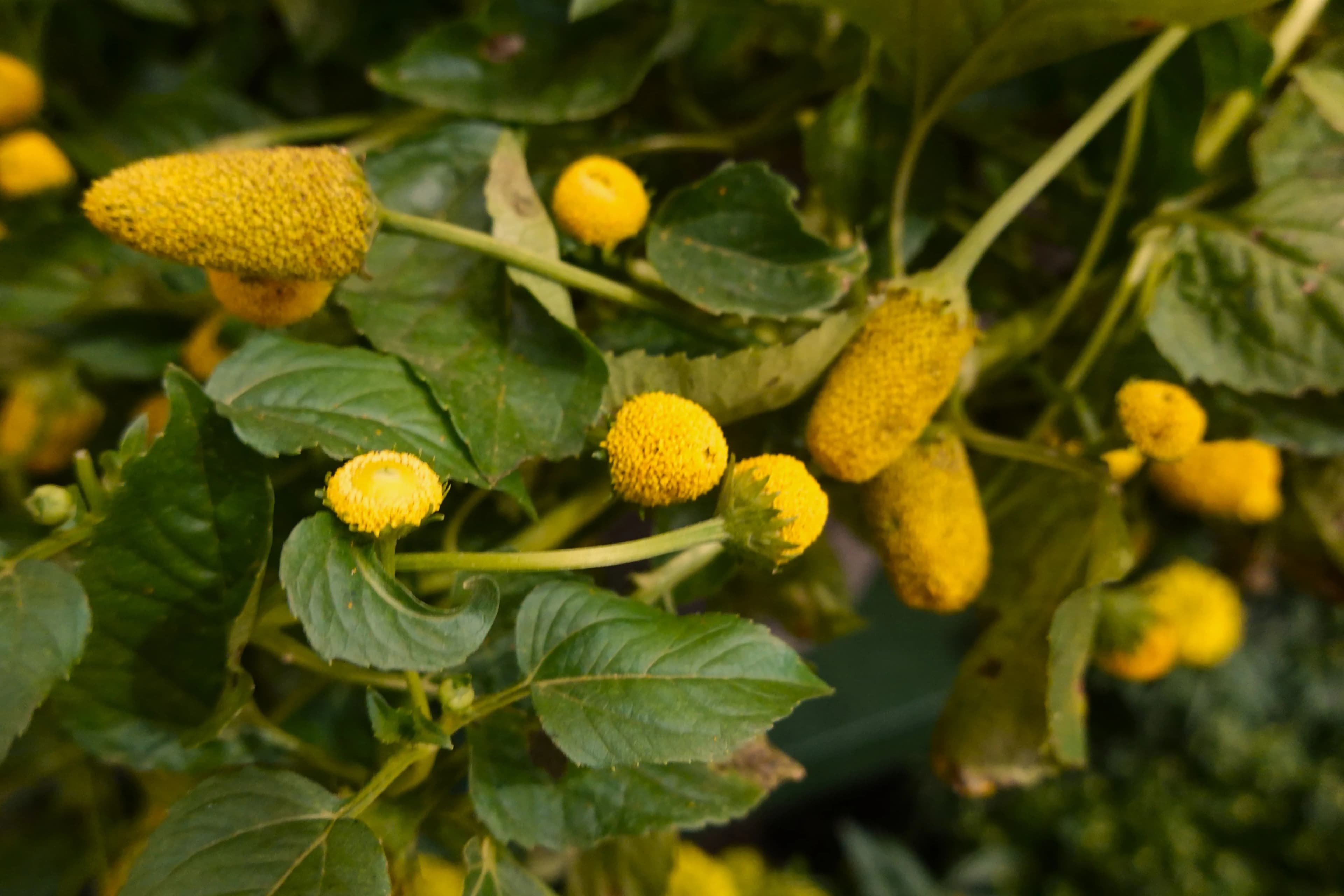 Jambu figura como única erva brasileira em ranking mundial gastronômico