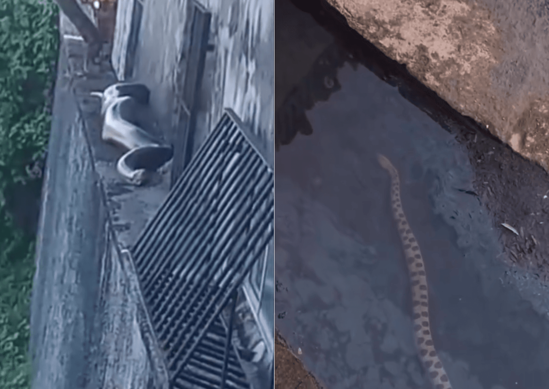 Cobras são avistadas em Belém e chamam atenção da população 