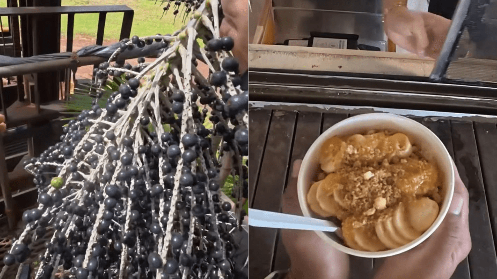 Fazenda no Havaí passa a colher açaí nativo e registro chama a atenção nas redes sociais
