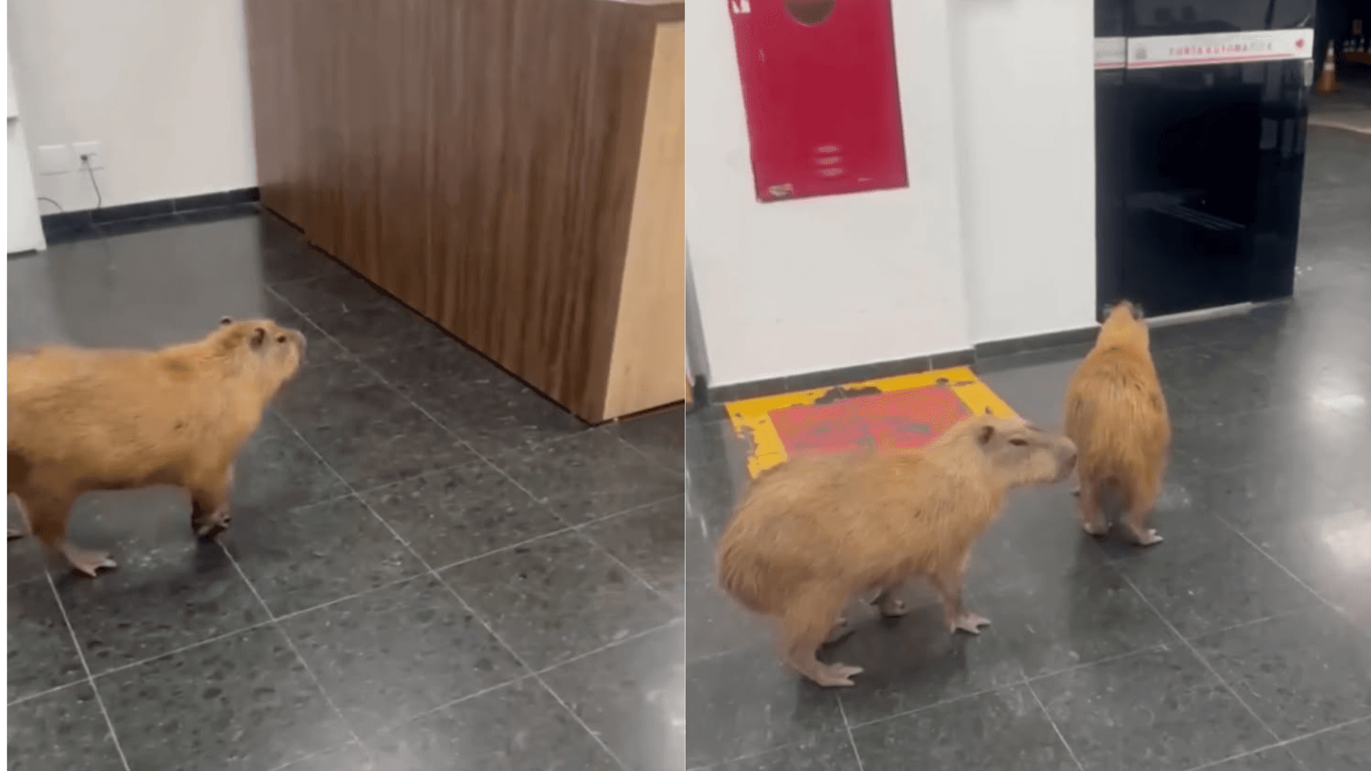 Capivaras "batem ponto" na Assembleia Legislativa do Mato Grosso e cena viraliza