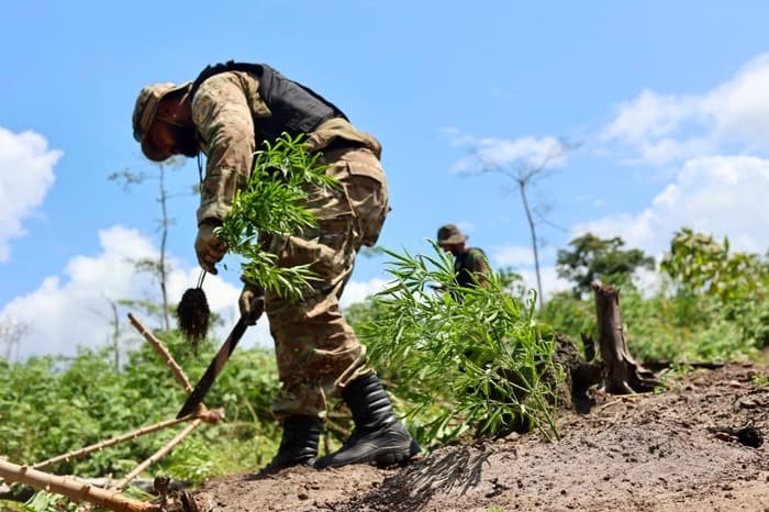 Polícia Federeal destrói plantações capazes de produzir 20 toneladas de maconha no Pará