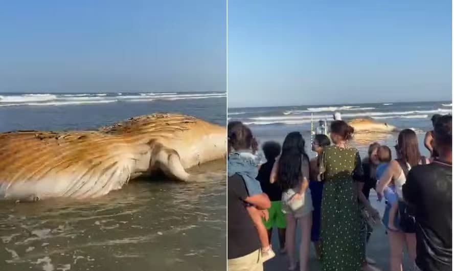 Filhote de baleia-cachalote é encontrado morto em praia de Praia Grande (SP)
