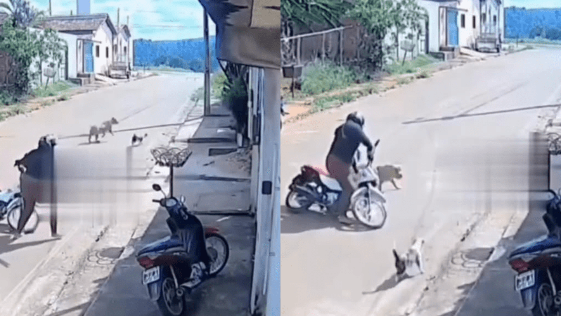 Câmeras flagram o momento em que mulher é atacada por pitbull em Parauapebas