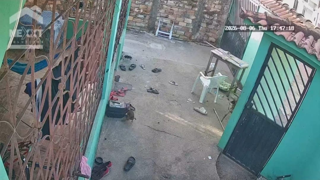 VÍDEO: Quatro cães morrem e três pessoas ficam feridas após ataque de abelhas em Santarém