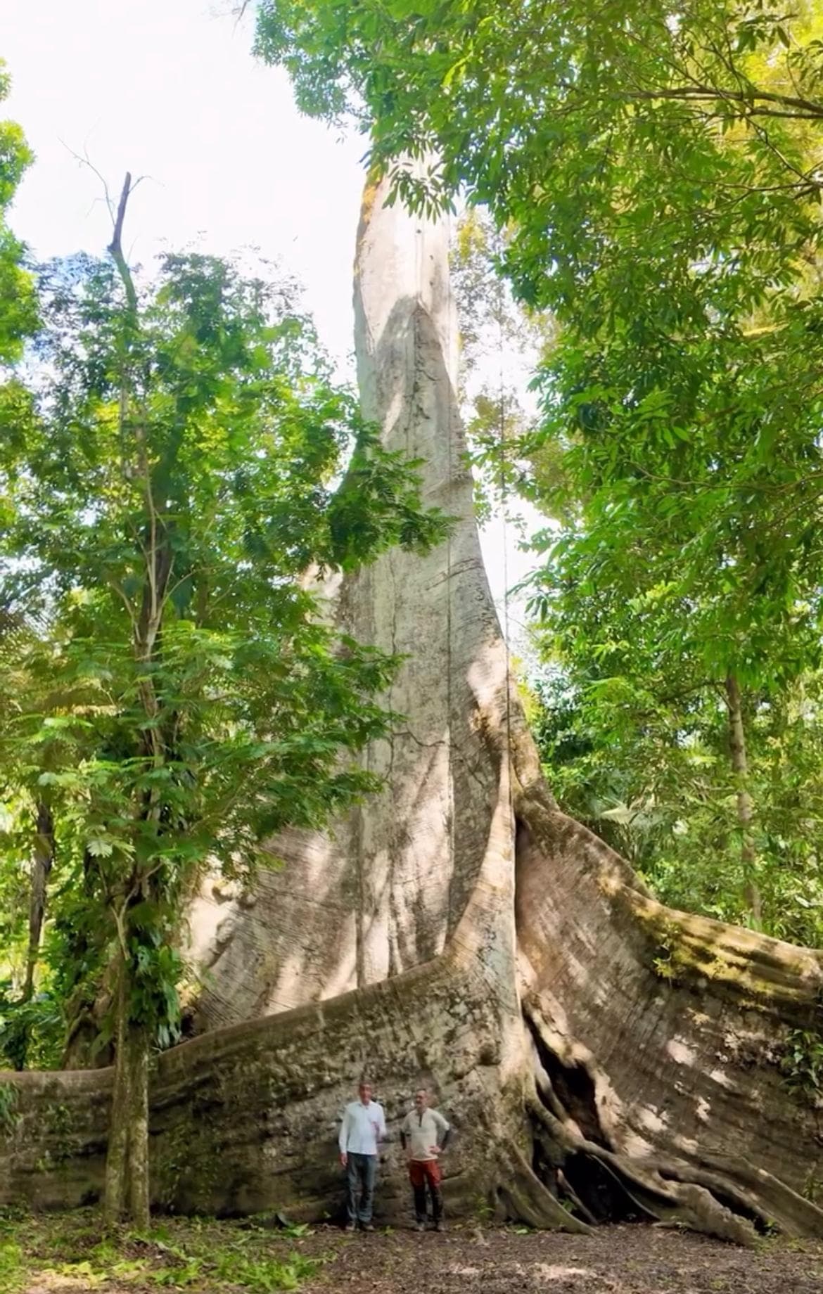 'A Muralha': sumaúma gigante impressiona botânico e fotógrafo em Afuá, no Marajó