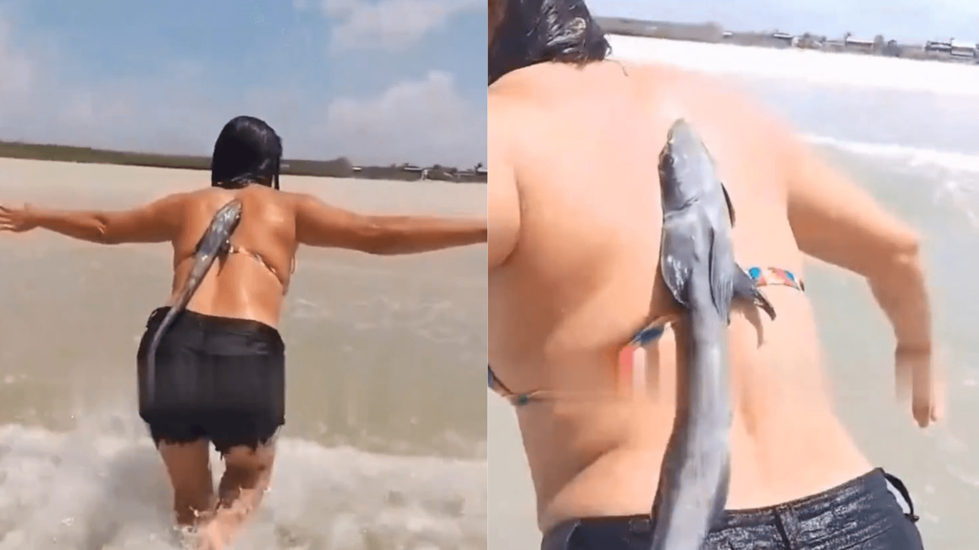 Peixe rêmora "gruda" nas costas de banhista na praia do Crispim e cena diverte