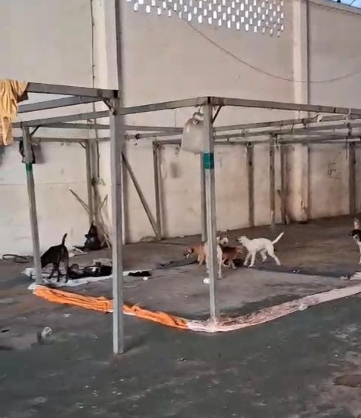 Cães e gatos são abandonados em antigo abrigo Warao, em Belém