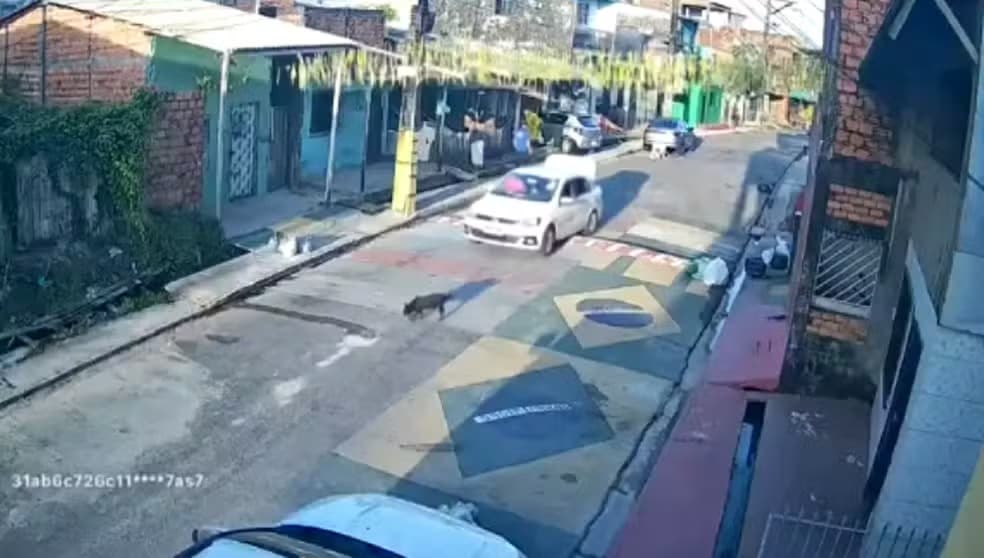 Vídeo: motorista atropela cadela e foge sem prestar socorro em Belém