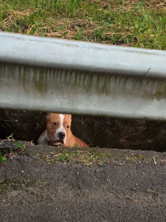 Câmara aprova projeto que prevê suspensão e até cassação da CNH para quem abandonar animais na rua