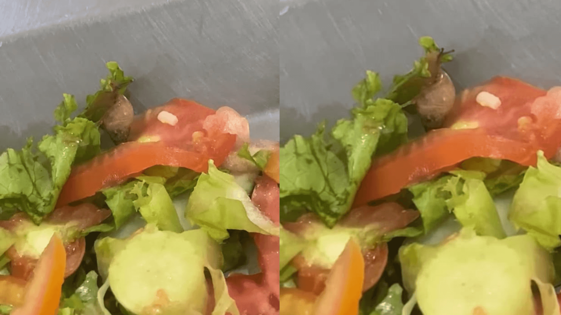 Caramujo é encontrado em refeição servida no restaurante da UFRA