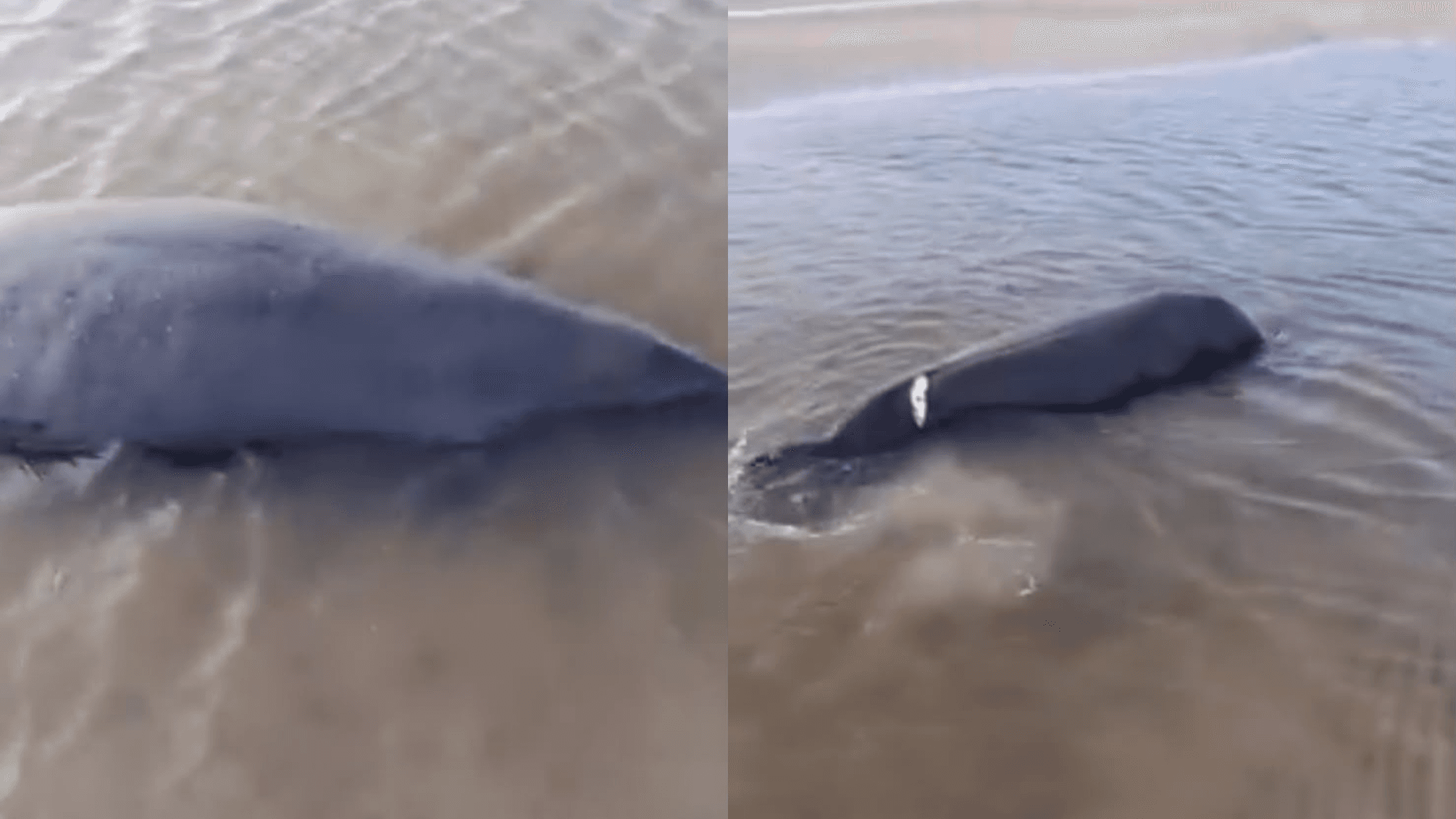 Peixes-boi encalham em Soure e pescadores tentam ajudar os animais