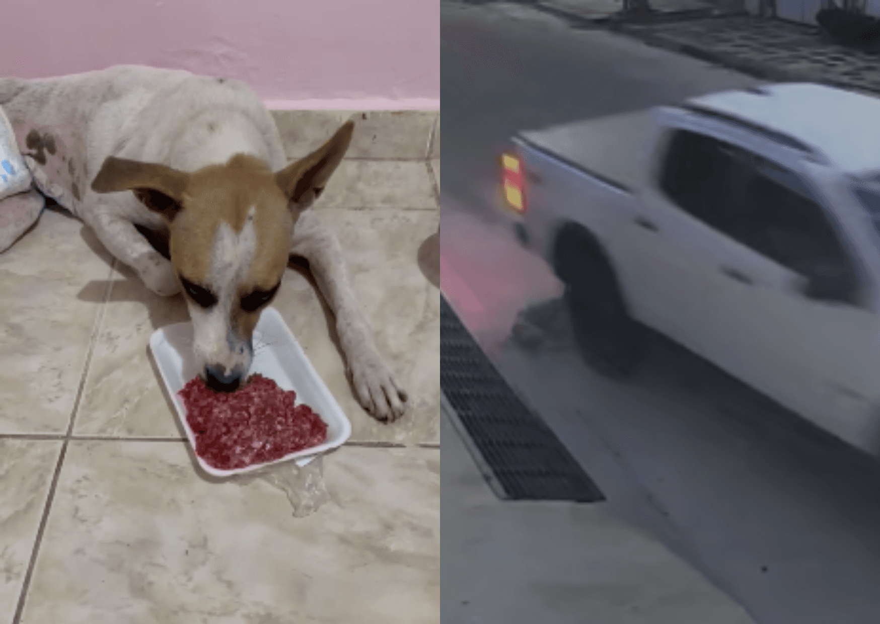 Polícia identifica motorista suspeito de atropelar cachorro em Abaetetuba