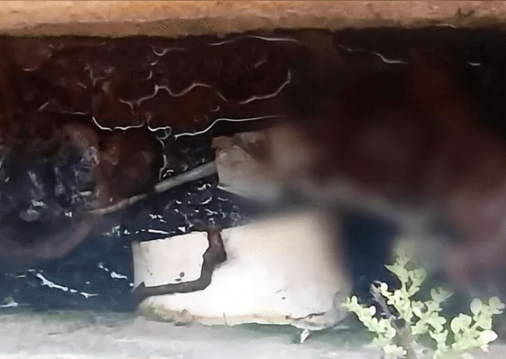 Polícia investiga feto encontrado em fossa de unidade de saúde em Santarém Novo