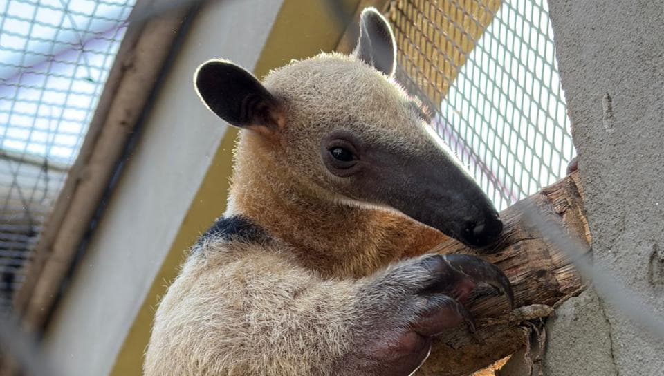 UFPA cria primeira residência multiprofissional em bem-estar de animais silvestres do país