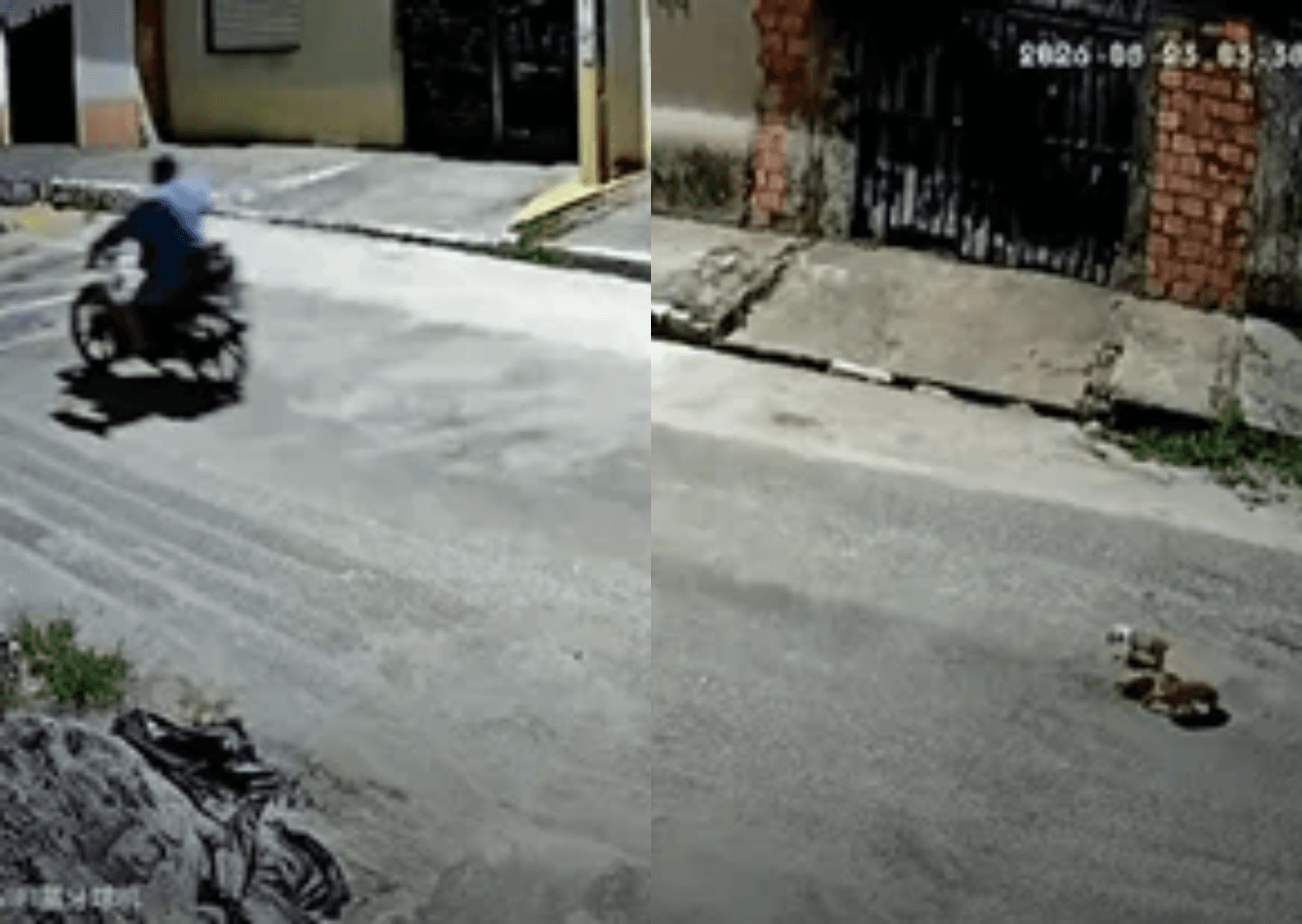 Câmera flagra motociclista abandonando cachorros filhotes no meio da rua em Belém