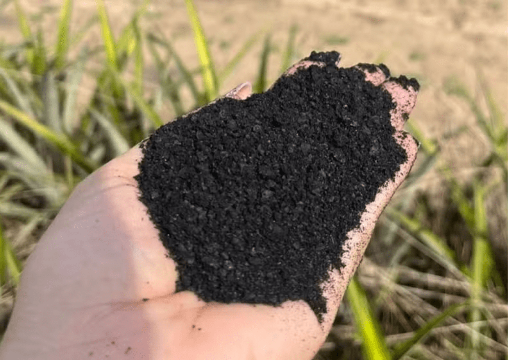 O açaí não sabe parar. Agora, o fruto mais querido do Pará já serve como nanofertilizante