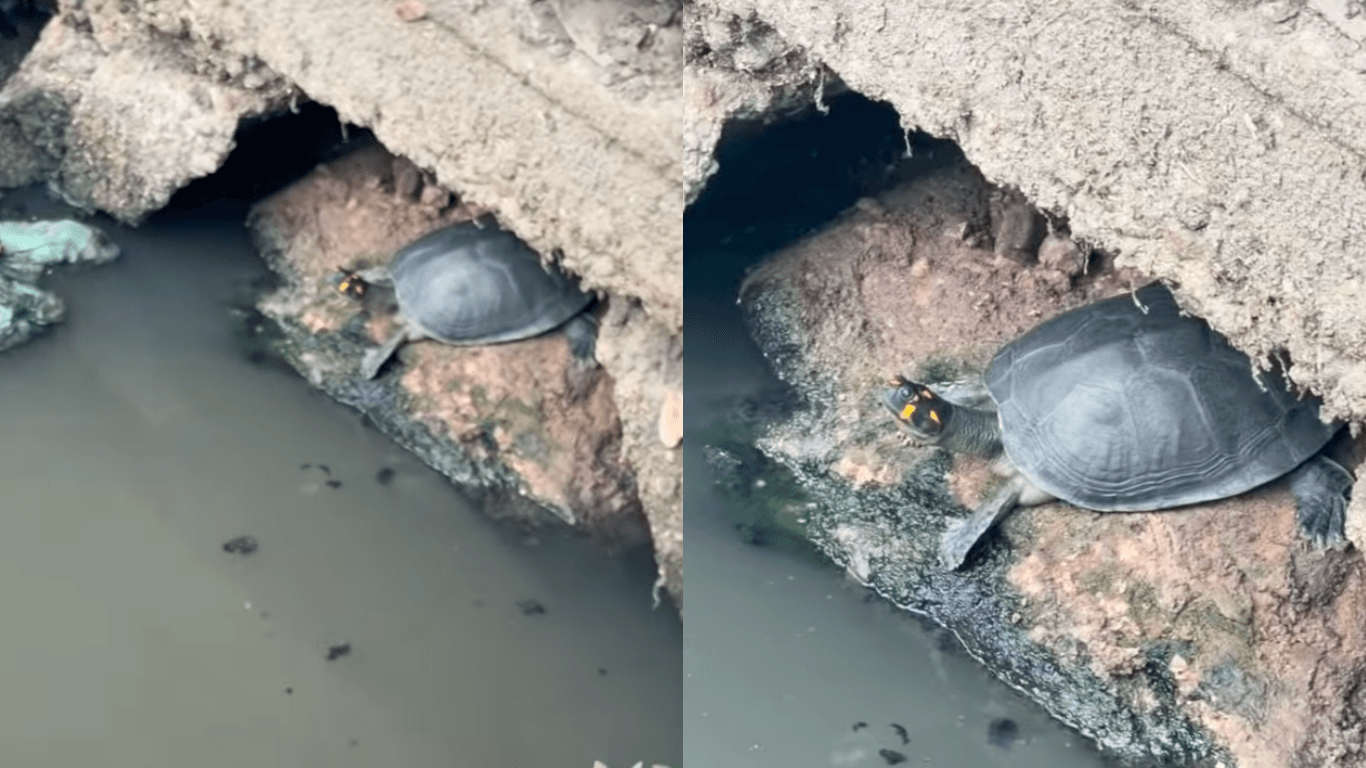 Tartaruga é encontrada “só na manha” no canal da 14 de Março