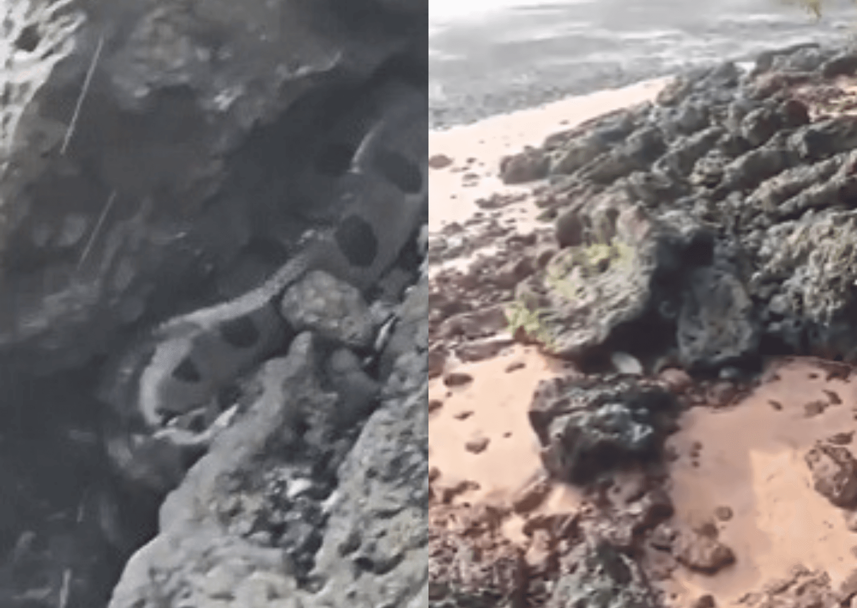 Sucuri é filmada entre pedras na Praia do Bispo, em Mosqueiro
