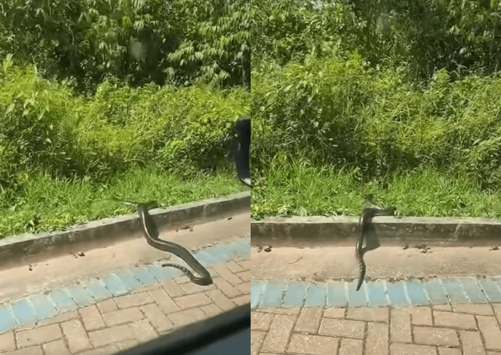 Sucuri é flagrada atravessando pista no Parque do Utinga, em Belém