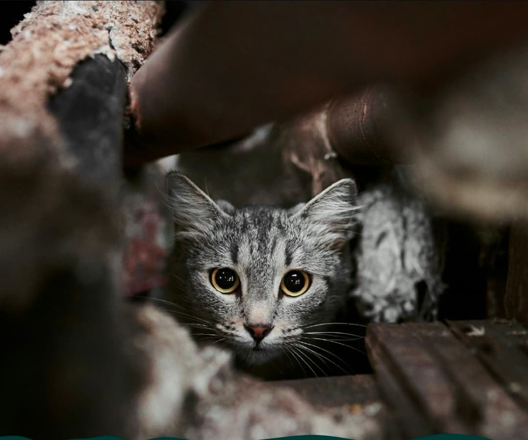 Justiça Federal condena criminoso no Pará por venda de vídeos de tortura animal na internet