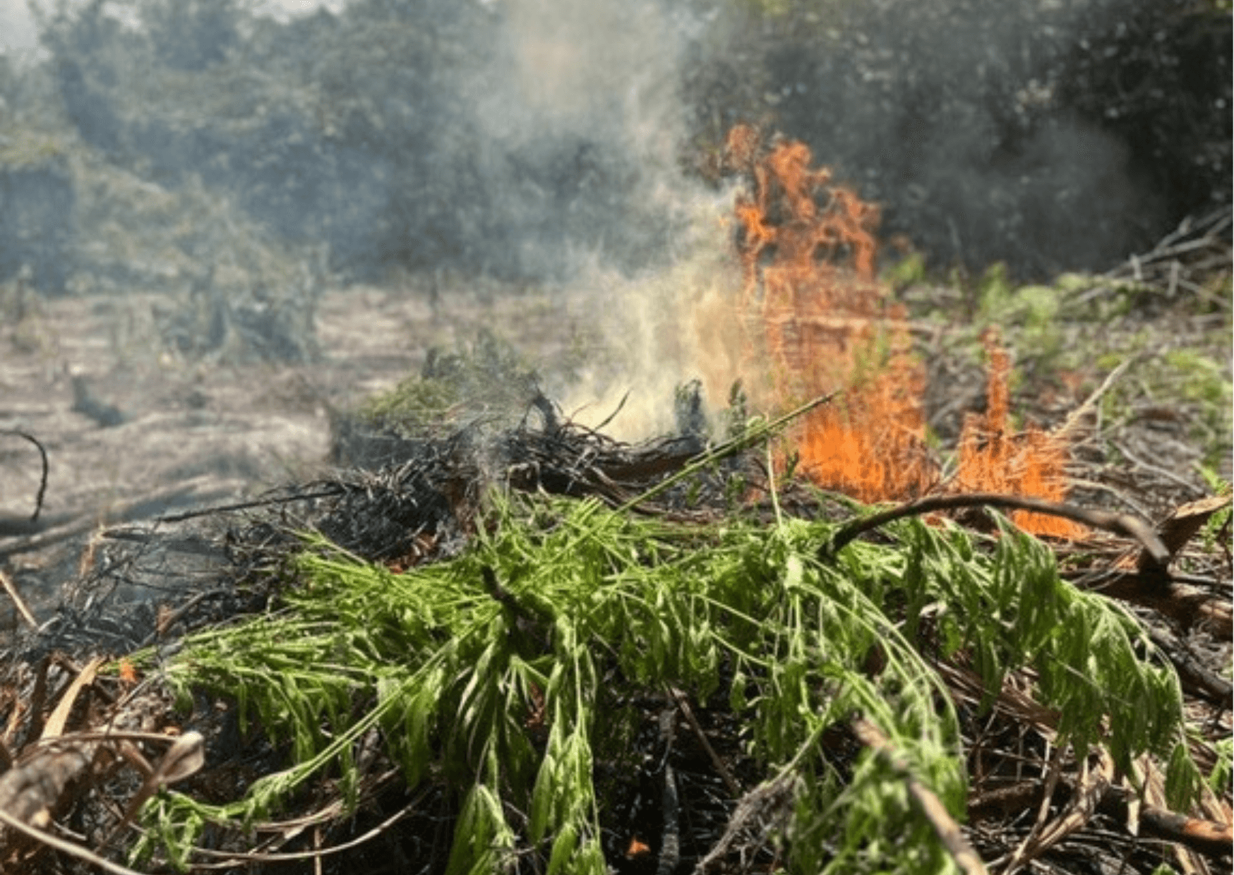 PF encontra duas plantações de maconha e prende suspeito no Pará