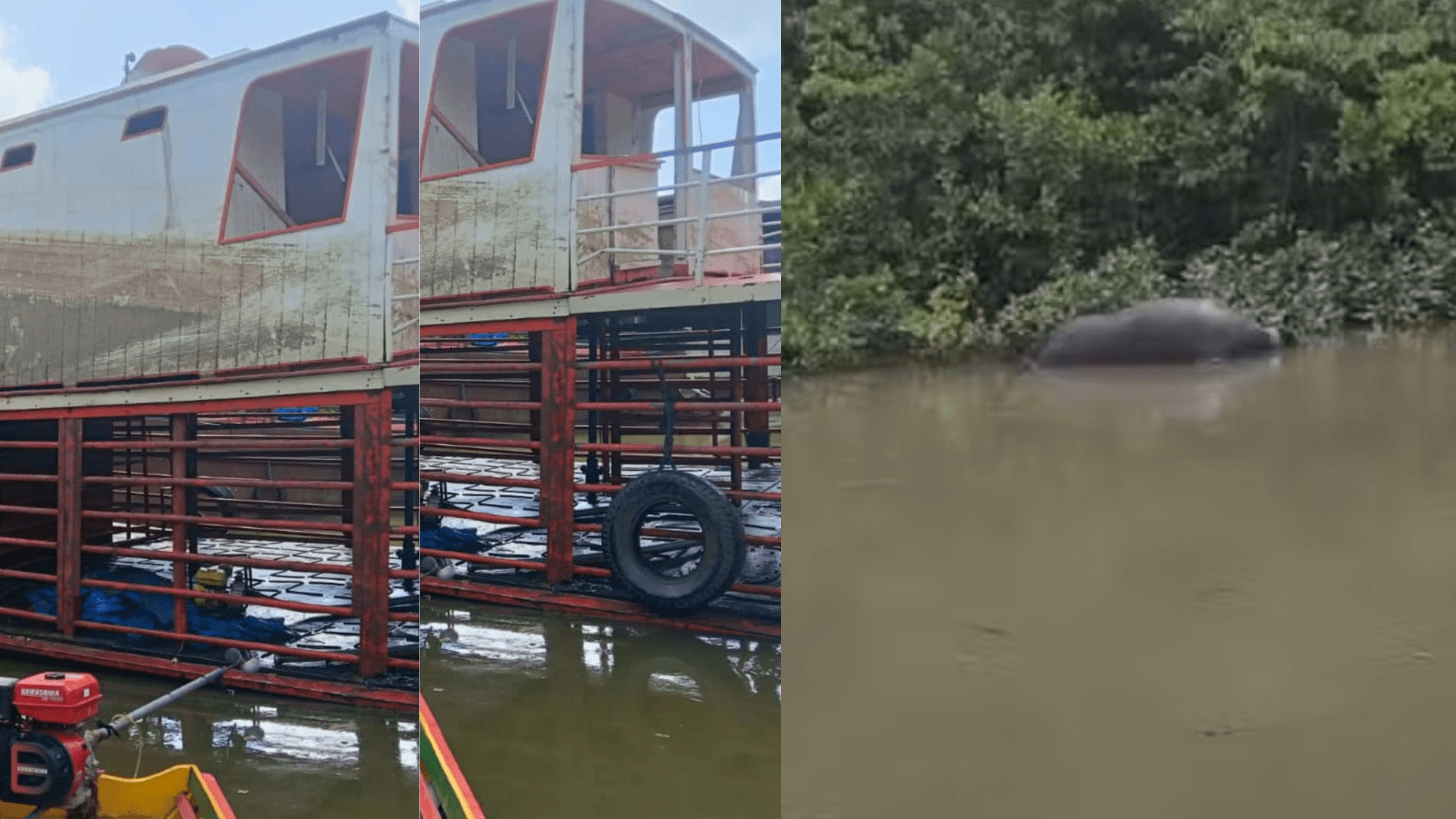 Balsa que naufragou com 60 búfalos é retirada do fundo do rio no Marajó; caso é investigado pela Polícia e Marinha