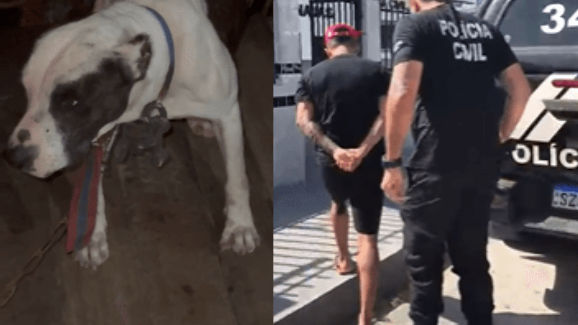 Cachorro é encontrado amarrado sob sol e chuva; dono foi preso em Anajás