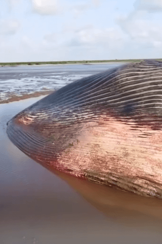 Vídeo: baleia é encontrada morta no Marajó