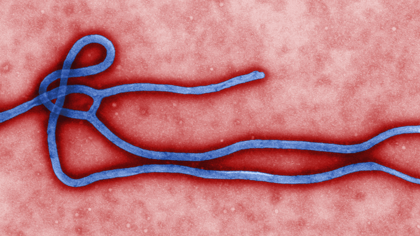 Ebola: por que o contágio é difícil e restrito?