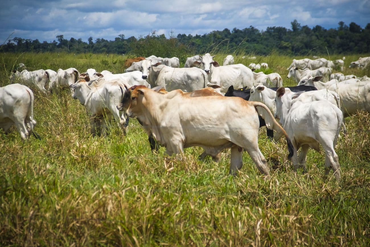 Produtores rurais do Pará têm até julho para atualizar cadastro de rebanhos na Adepará