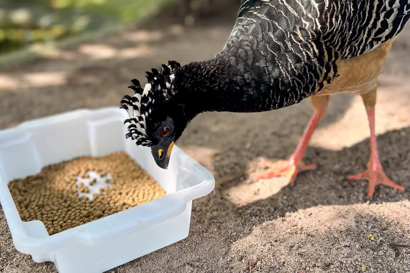 Rejeitada pela mãe, mutum-de-penacho supera desafio e completa um ano no Mangal das Garças