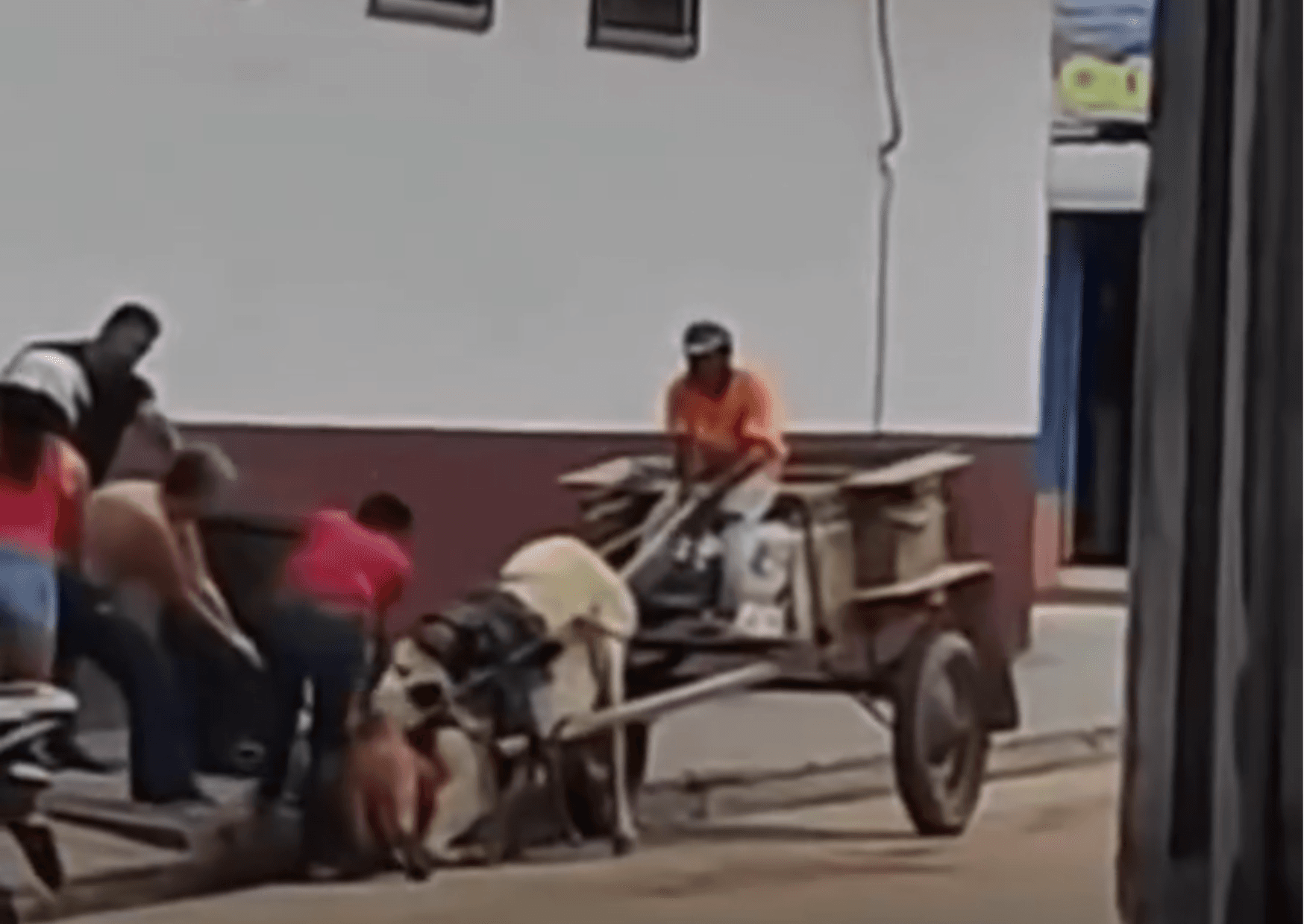 Pitbull ataca cavalo em Jacundá, no sudeste do Pará