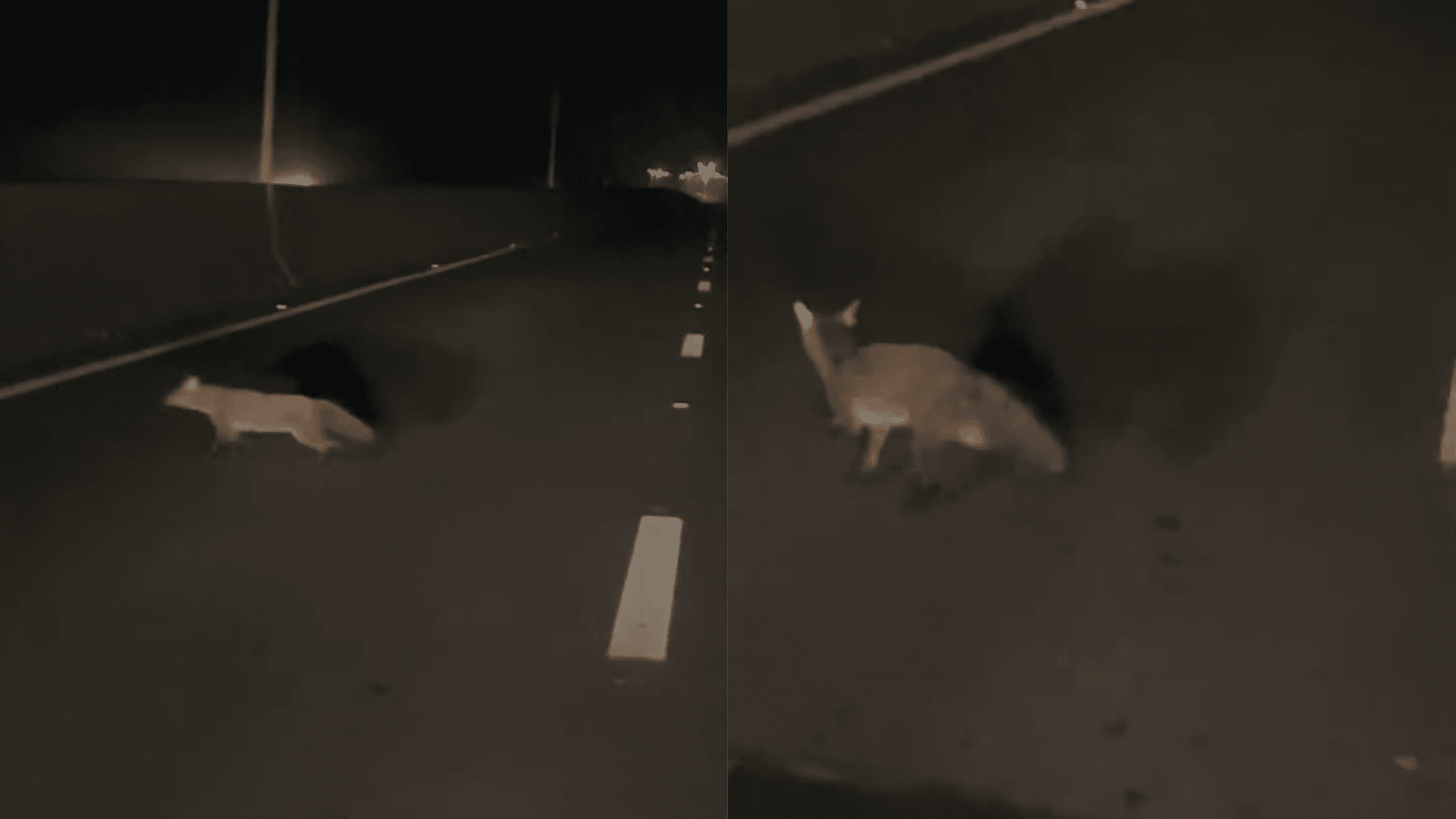 Condutor avista raposa na Av. Liberdade e alerta para presença de animais silvestres na via