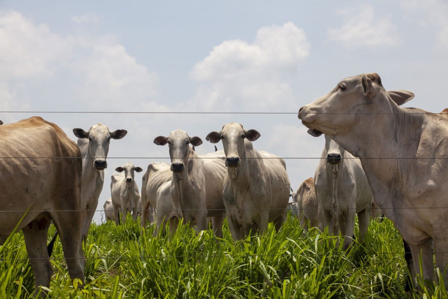 Agro do Pará emprega 527 mil pessoas e amplia peso na economia brasileira