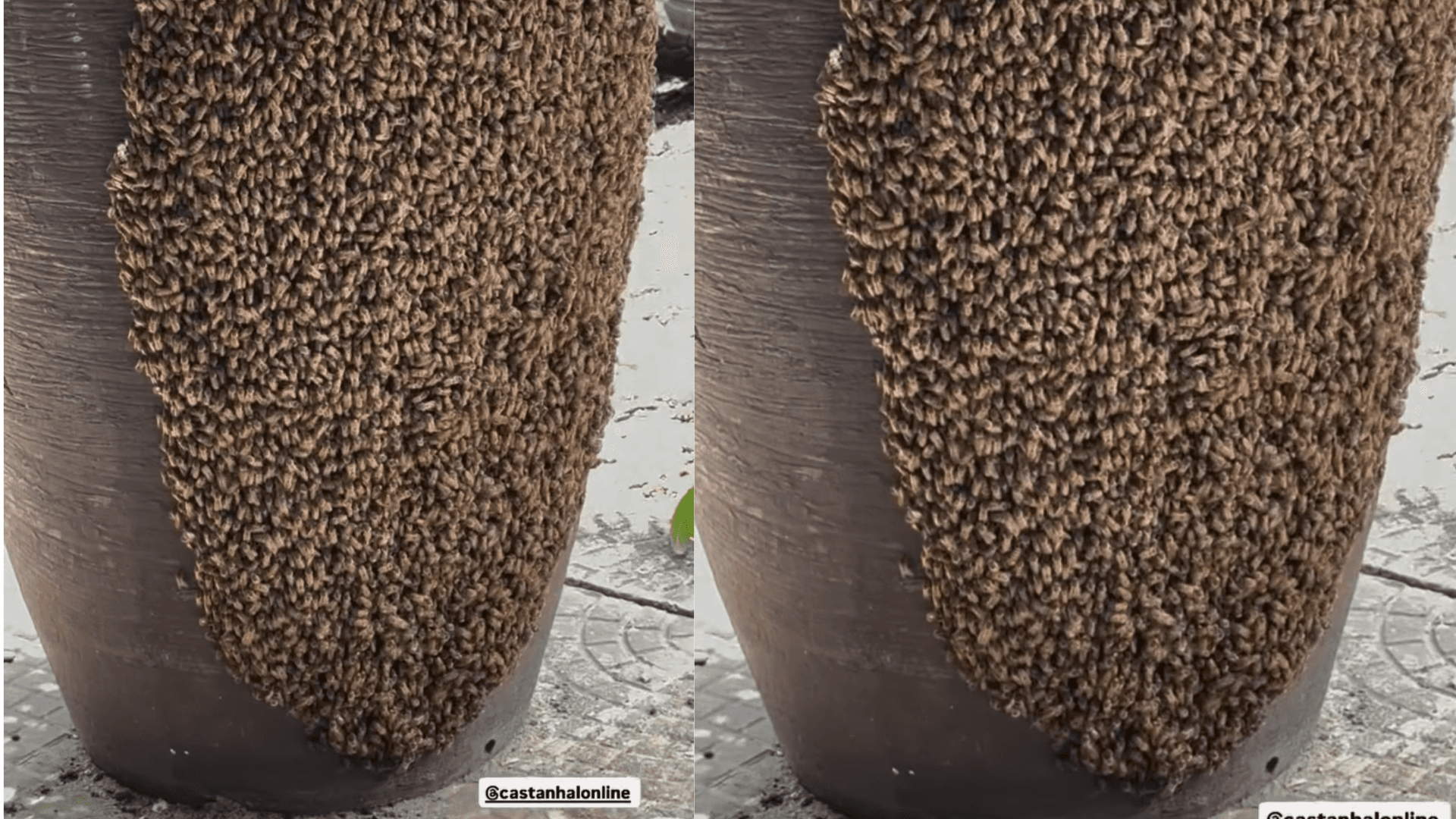 Enxame de abelhas é encontrado em vaso de plantas no Centro de Castanhal