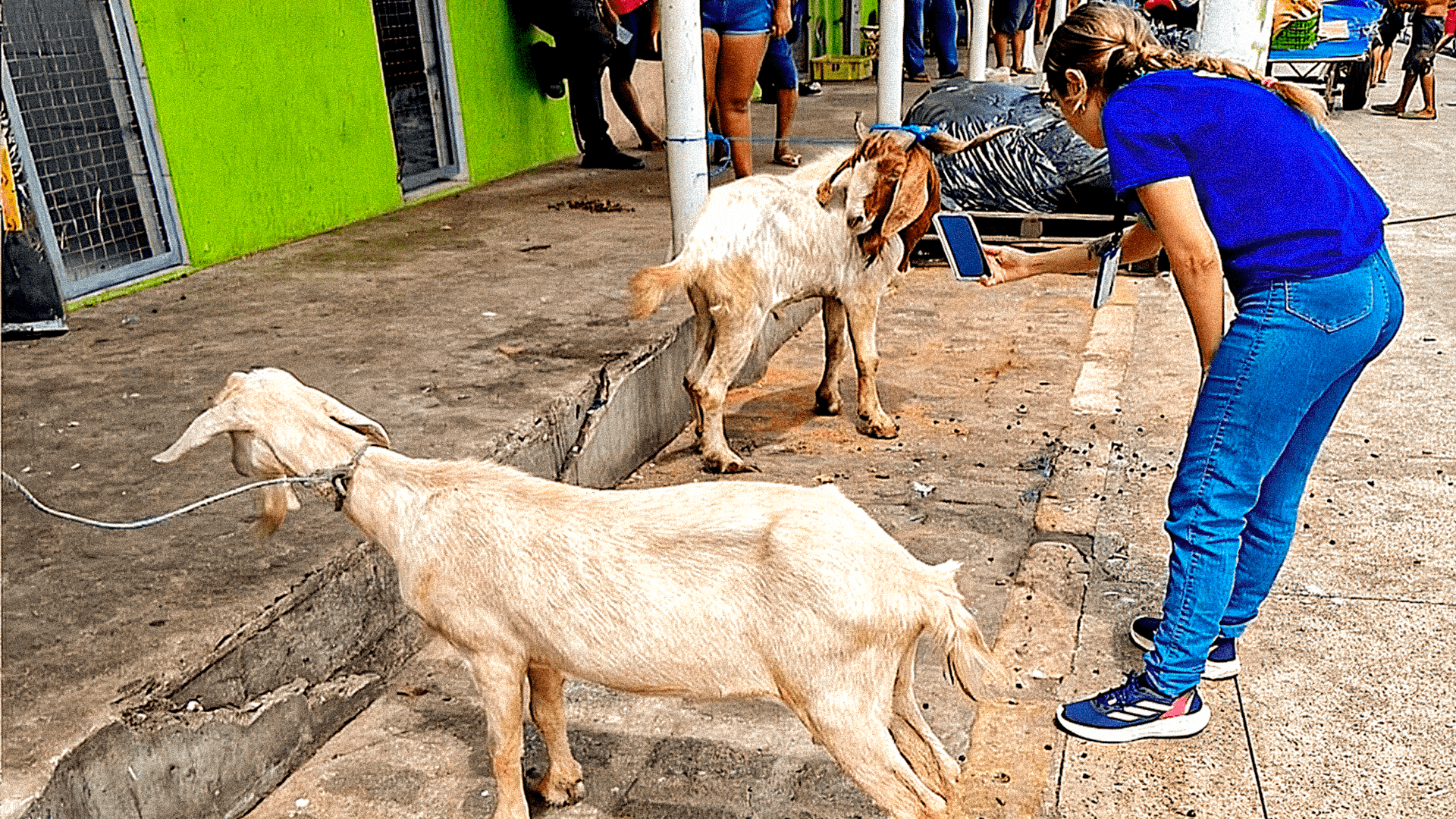 Animais com sinais de maus-tratos são resgatados durante operação na Feira do Açaí