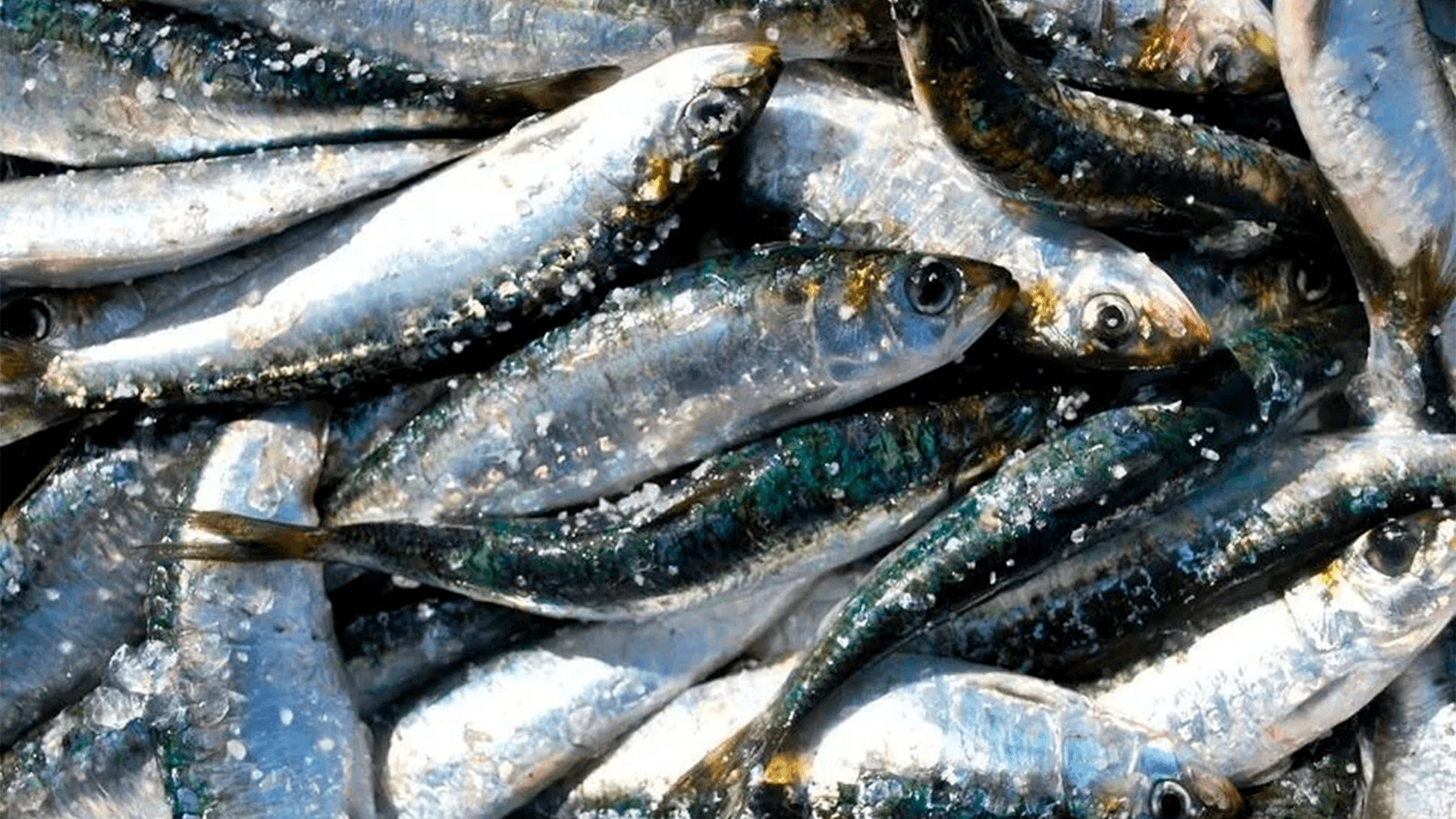 Anvisa determina recolhimento de lote de sardinha congelada por presença de bactéria Salmonella