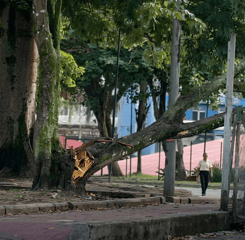 Árvore cai e atinge estrutura da estação do BRT de São Brás em Belém