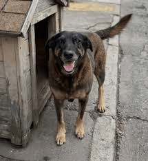 Ato por justiça após morte do cão Orelha mobiliza protetores de animais em Belém