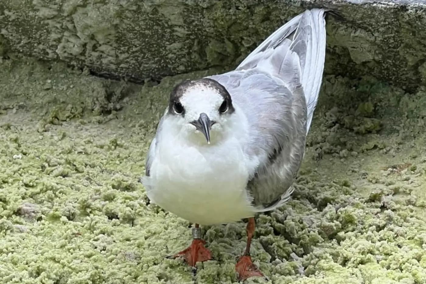 Ave migratória resgatada em Belém será devolvida à natureza na sexta-feira (17) após cruzar continentes