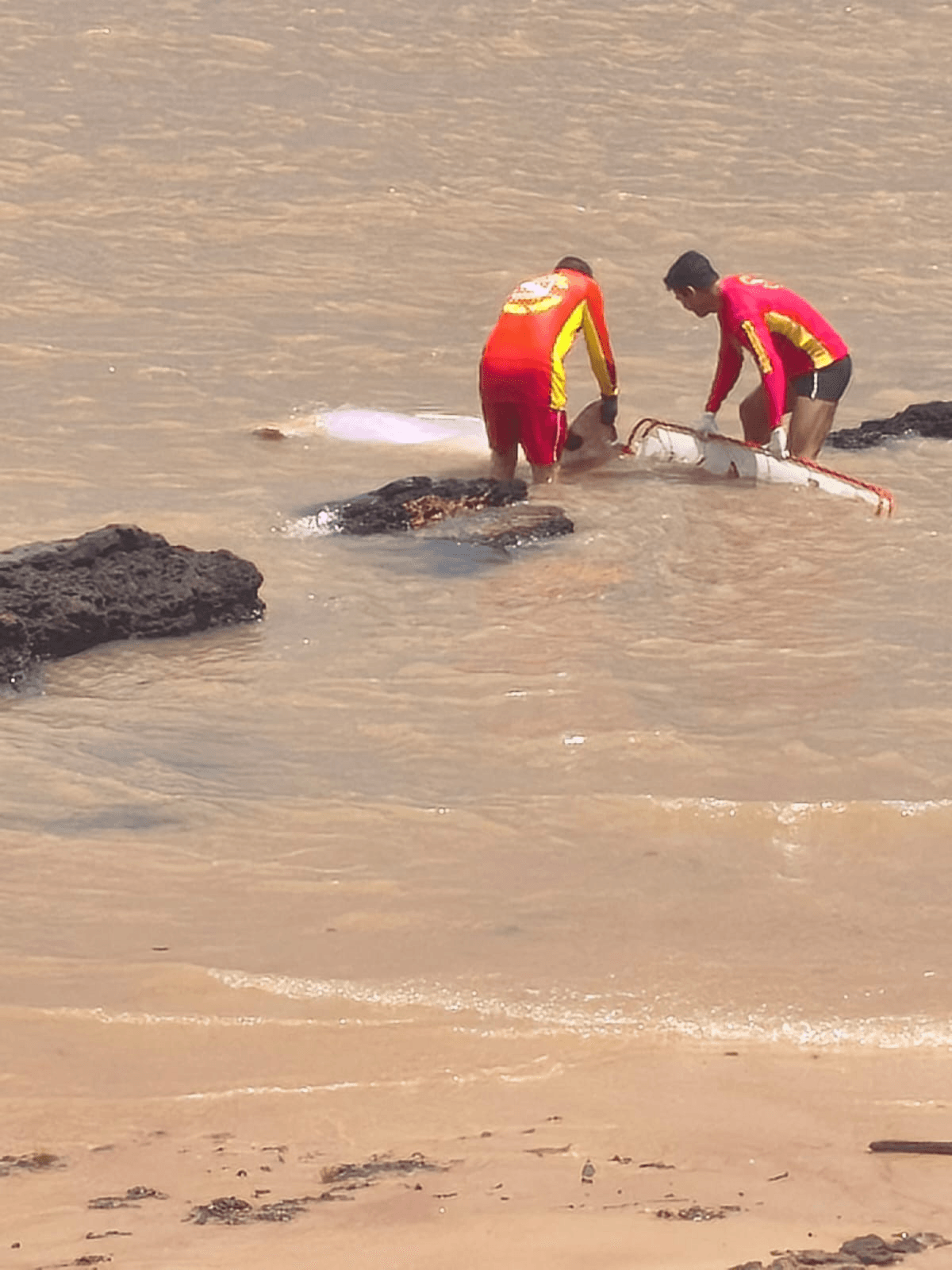 Boto-cor-de-rosa é encontrado morto em praia de Mosqueiro nesta terça, 24